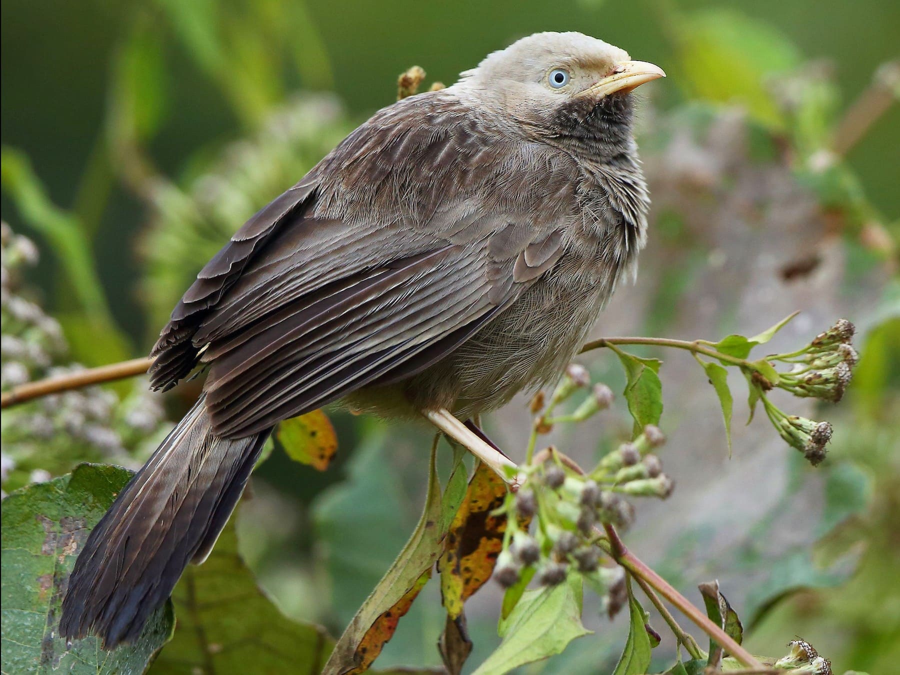 Yellow-billed Babbler